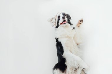 Beyaz arka planda izole edilmiş sıcak örgü elbiseler giyen sevimli, gülümseyen köpek yavrusu sınır köpeğinin komik stüdyo portresi. Aile fertlerinin yeni sevgili üyesinin kış ya da sonbahar portresi.