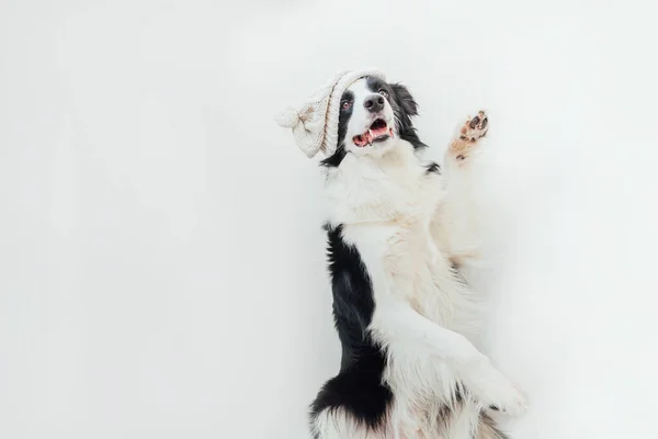 Engraçado Estúdio Retrato Bonito Sorridente Cachorro Cão Borda Collie Vestindo — Fotografia de Stock