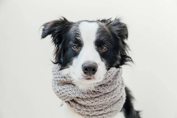 白い背景に隔離された首の周り暖かい服のスカーフを身に着けてかわいい笑顔子犬犬の国境のコリーの面白いスタジオの肖像画 冬または秋の小さな犬の肖像画 — ストック写真