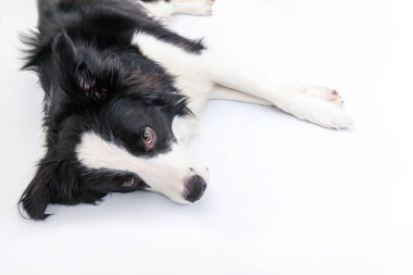 Beyaz arka planda izole edilmiş şirin gülümseyen köpek yavrusu Collie 'nin komik stüdyo portresi. Ailenin yeni sevimli üyesi küçük köpek gözlerini dikip ödül bekliyor. Komik hayvan hayvan yaşam konsepti