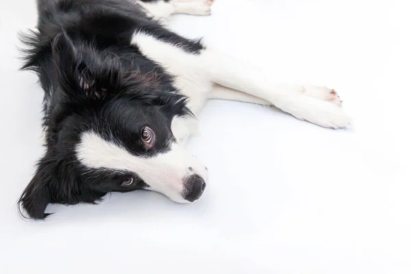 白い背景に隔離されたかわいい笑顔の子犬の犬の国境のコロニーの面白いスタジオの肖像画 家族の小さな犬の新しい素敵なメンバーは 報酬を見て待っています 面白いペット動物のライフコンセプト — ストック写真