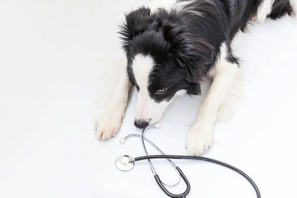 Puppy Σκυλί Σύνορα Κόλλεϊ Και Στηθοσκόπιο Απομονώνονται Λευκό Φόντο Ένα — Φωτογραφία Αρχείου