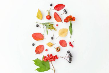 Sonbahar çiçekli kompozisyon. Viburnum rowan üzümü eker. Beyaz arka planda izole edilmiş taze çiçekler. Doğal bitkiler, ekolojik duvar kağıdı konsepti. Düz görünüm kopyalama alanı