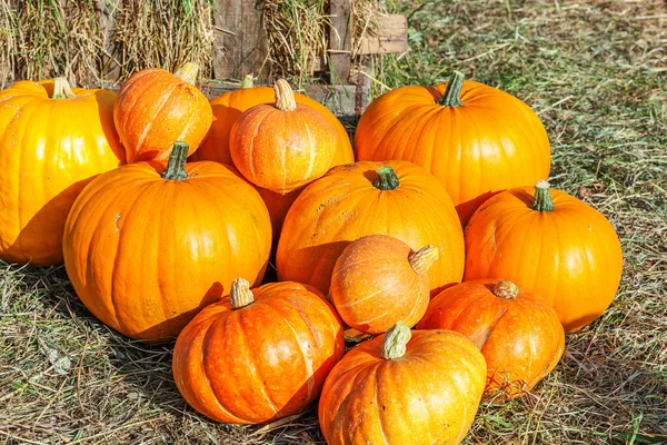 Natuurlijke Herfst Uitzicht Pompoen Eco Boerderij Achtergrond Inspirerende Oktober September — Stockfoto