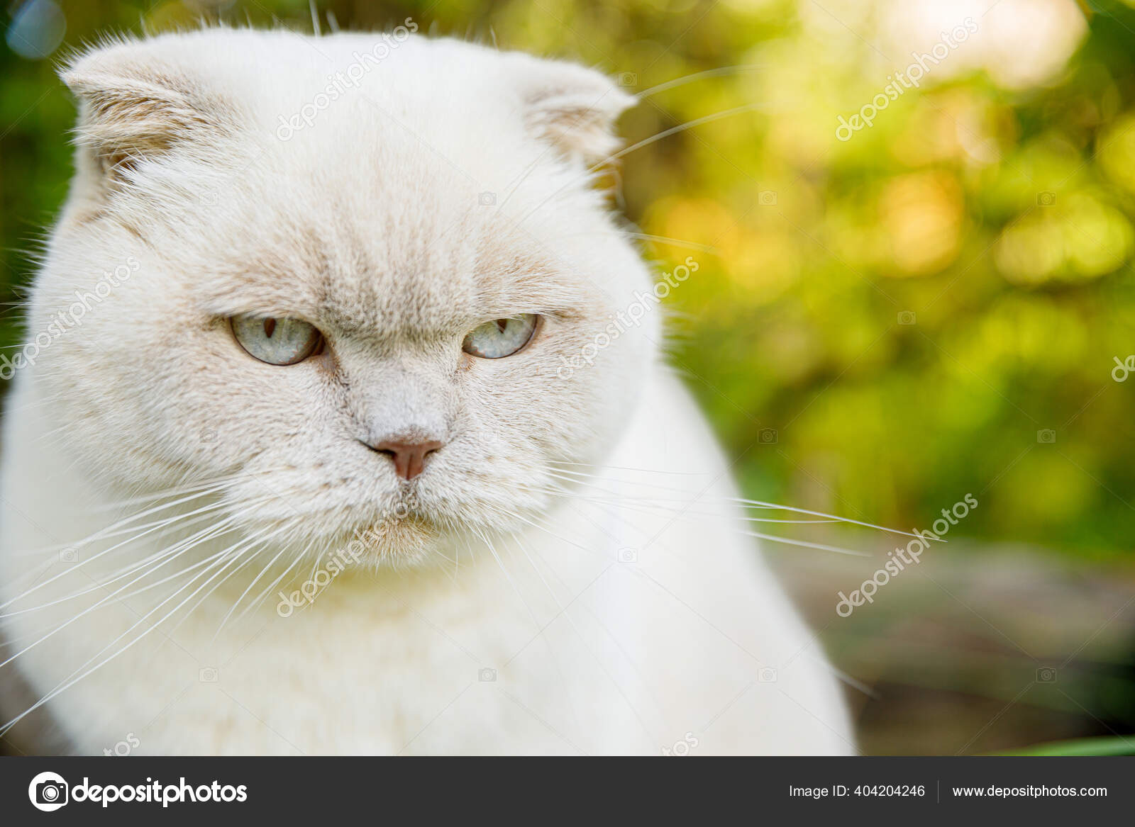 在绿色后院背景上的短毛家养白猫的滑稽肖像夏天英国的猫在花园里散步宠物护理健康和动物概念 图库照片 C Luljo