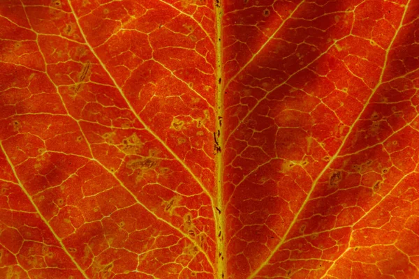 Detailní Podzim Podzim Extrémní Makrotextura Pohled Červené Oranžové Dřevo List — Stock fotografie