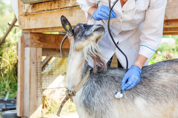 Young veterinarian woman with stethoscope holding and examining goat on ranch background. Young goat with vet hands for check up in natural eco farm. Animal care and ecological farming concept