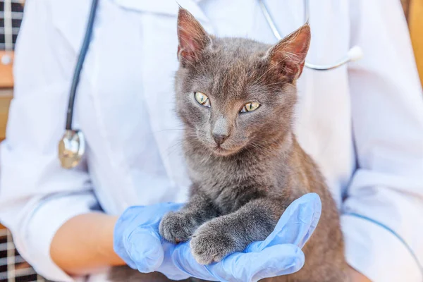 Veterinär Med Stetoskop Innehav Och Undersöka Grå Kattunge Närbild Unga — Stockfoto