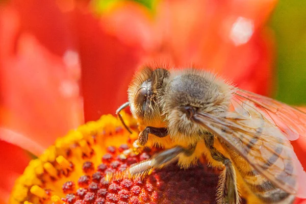 蜜蜂覆盖着黄色花粉 喝花蜜 给橙花授粉 有灵感的自然花春天或夏天开花的花园背景 昆虫的生活宏观调控有选择的焦点 — 图库照片