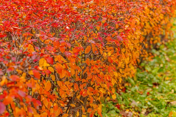 Closeup Outono Natural Queda Vista Folha Laranja Vermelha Fundo Borrado — Fotografia de Stock
