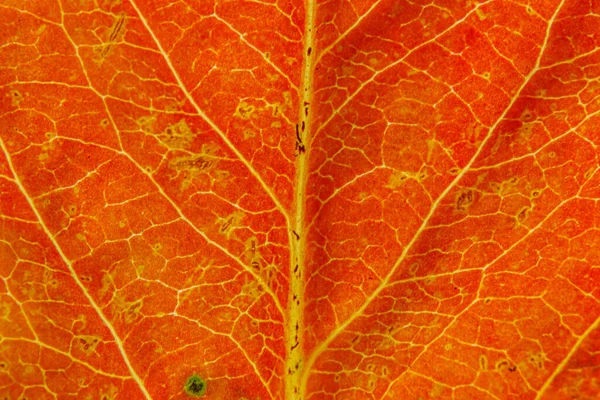 Närbild Höst Faller Extrem Makro Konsistens Syn Röda Apelsin Träblad — Stockfoto