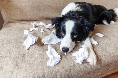 Evdeki kanepede uzanan tuvalet kağıdını ısırdıktan sonra yaramaz yavru köpek sınır köpeği çoban köpeği. Suçlu köpek ve yıkılmış oturma odası. Dağınık ev ve komik suçlu bakışlı köpek yavrusu.