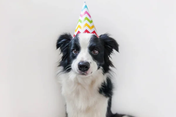 Funny portrait of cute smiling puppy dog border collie wearing birthday silly hat looking at camera isolated on white background. Happy Birthday party concept. Funny pets animals life