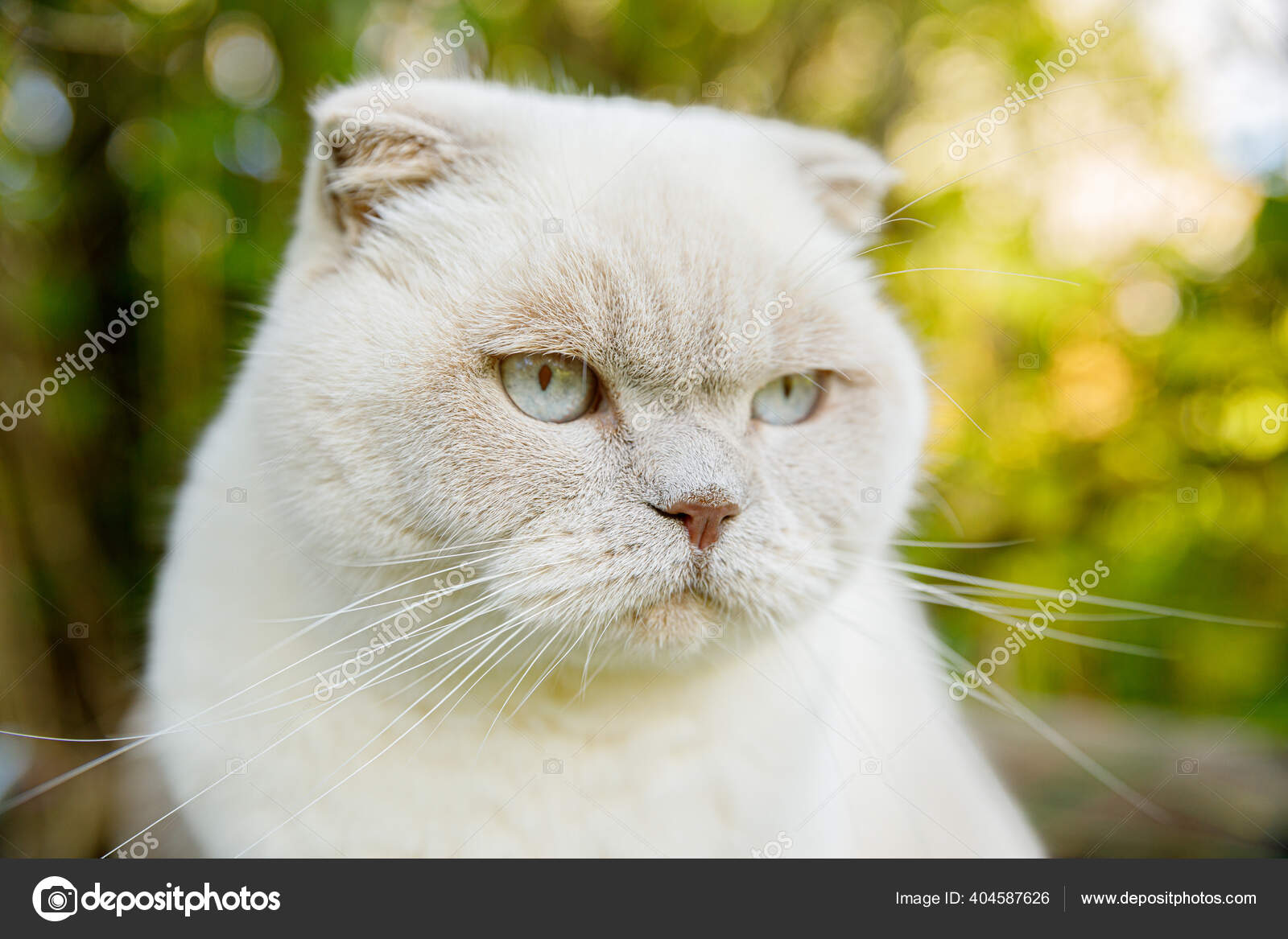 Potret Lucu Kucing Putih Domestik Berambut Pendek Latar Belakang Halaman Stok Foto C Luljo 404587626