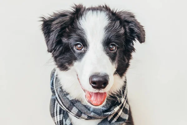 Divertido Retrato Estudio Lindo Perro Sonriente Frontera Collie Con Ropa — Foto de Stock