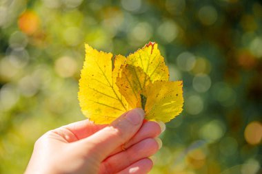 Kapalı doğal sonbahar manzaralı kadın elleri koyu renk parkın arka planında sarı yaprakları tutuyor. İlham verici doğa Ekim ya da Eylül duvar kağıdı. Mevsimlerin değişimi konsepti