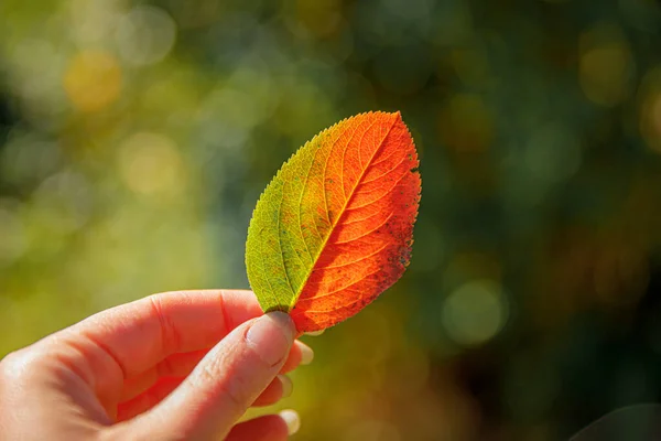 Primeros Planos Otoño Natural Vista Mujer Manos Sosteniendo Hoja Naranja —  Fotos de Stock