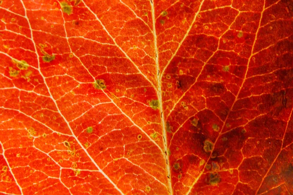 Detailní Podzim Podzim Extrémní Makrotextura Pohled Červené Oranžové Dřevo List — Stock fotografie