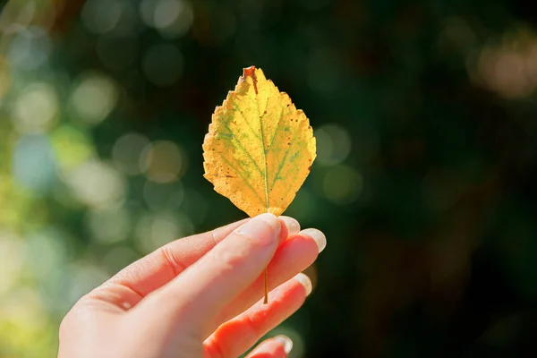 Primeros Planos Otoño Natural Vista Mujer Manos Sosteniendo Hoja Amarilla — Foto de Stock