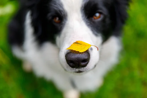 Εξωτερική Πορτρέτο Του Χαριτωμένο Αστείο Κουτάβι Σκυλί Συνόρων Κόλλεϊ Κίτρινο — Φωτογραφία Αρχείου