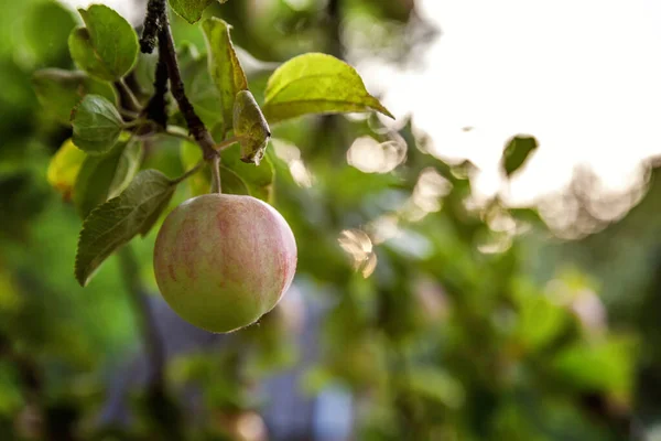 Perfecte rode groene appel groeien op boom in biologische appel boomgaard. Herfst herfst uitzicht op landelijke stijl tuin. Gezond eten veganistisch vegetarisch baby dieet concept. Lokale tuin produceren schoon voedsel. — Stockfoto