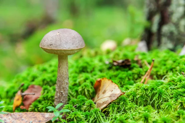 Jedlé malé houby s hnědou čepicí Penny Bun leccinum v mechu podzimní lesní pozadí. Houba v přírodním prostředí. Velká houba makro zavřít. Inspirativní přírodní letní podzimní krajina — Stock fotografie