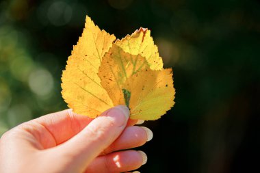 Kapalı doğal sonbahar manzaralı kadın elleri koyu renk parkın arka planında sarı yaprakları tutuyor. İlham verici doğa Ekim ya da Eylül duvar kağıdı. Mevsimlerin değişimi konsepti.