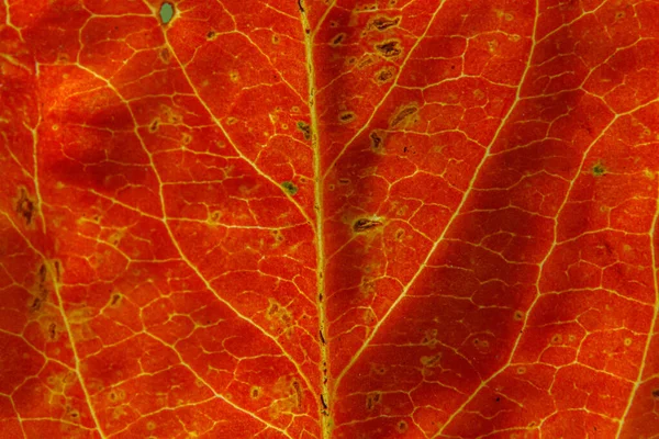 Closeup autumn fall extreme macro texture view of red orange wood sheet tree leaf. Inspirational nature october or september wallpaper background. Change of seasons concept. Close up selective focus — Stock Photo, Image