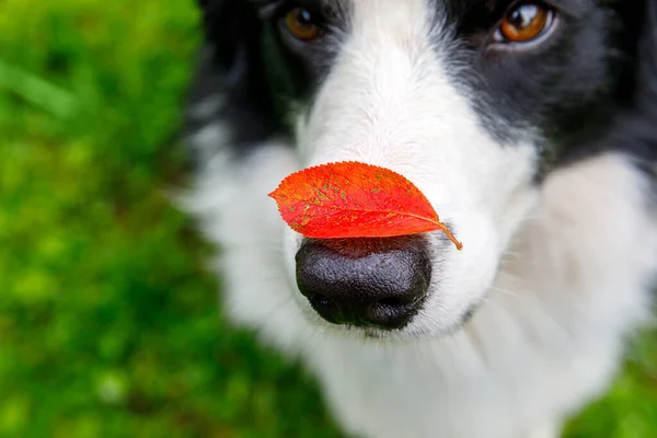 Ritratto Esterno Simpatico Simpatico Cucciolo Bordo Cane Collie Con Foglia — Foto Stock