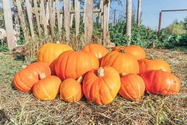 Outono natural vista abóbora vista no fundo eco fazenda. Inspiração outubro ou setembro papel de parede. Mudança de estações, conceito de alimentos orgânicos maduros. Festa de Halloween Dia de Ação de Graças. — Fotografia de Stock