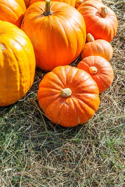 Natuurlijke herfst uitzicht pompoen op eco boerderij achtergrond. Inspirerende oktober of september behang. Verandering van seizoenen, rijp biologisch voedselconcept. Halloween feest Thanksgiving dag. — Stockfoto