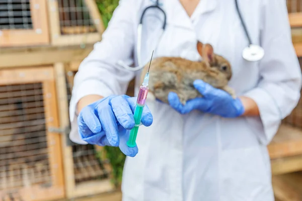 Veterinarian woman with syringe holding and injecting rabbit on ranch background close up. Bunny in vet hands for vaccination in natural eco farm. Animal care and ecological farming concept.