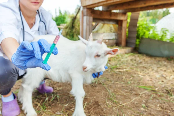 Ung veterinär kvinna med spruta hålla och injicera get unge på ranch bakgrund. Ung geting med veterinär händer vaccination i naturliga eko gård. Djurskötsel och ekologiskt jordbruk — Stockfoto