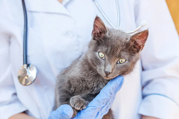 Veterinarian with stethoscope holding and examining gray kitten. Close up of young cat getting check up by vet doctor hands. Animal care and pet treatment concept.