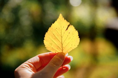 Kapalı doğal sonbahar manzaralı kadın elleri koyu renk parkın arka planında sarı yaprak tutuyor. İlham verici doğa Ekim ya da Eylül duvar kağıdı. Mevsimlerin değişimi konsepti