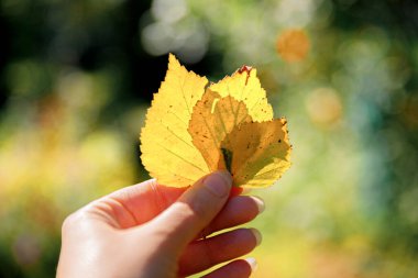 Kapalı doğal sonbahar manzaralı kadın elleri koyu renk parkın arka planında sarı yaprakları tutuyor. İlham verici doğa Ekim ya da Eylül duvar kağıdı. Mevsimlerin değişimi konsepti