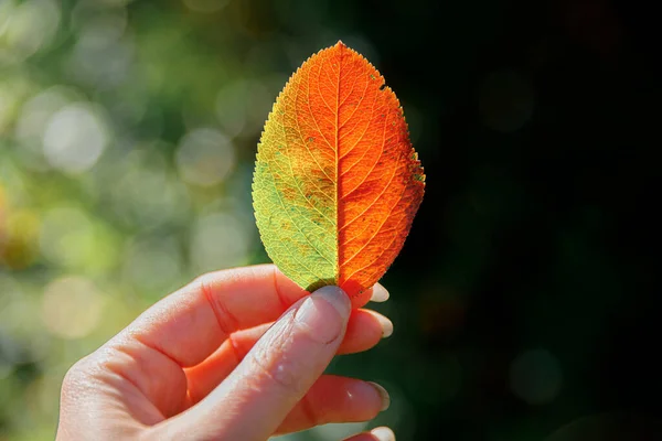 Primeros Planos Otoño Natural Vista Mujer Manos Sosteniendo Hoja Naranja —  Fotos de Stock