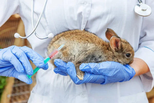 Veterinär Kvinna Med Spruta Hålla Och Injicera Kanin Ranch Bakgrund — Stockfoto