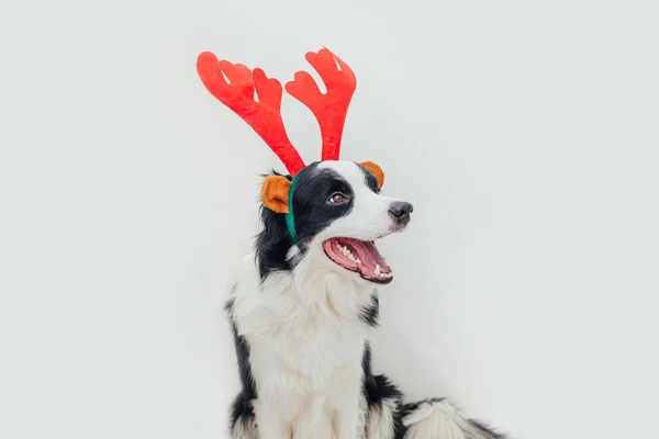 Divertido Retrato Estudio Lindo Perro Sonriente Frontera Collie Con Traje — Foto de Stock