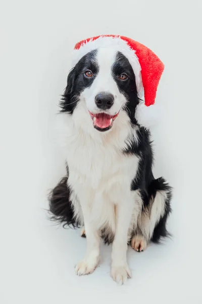 Divertente Ritratto Studio Simpatico Cucciolo Sorridente Bordo Cane Collie Indossa — Foto Stock