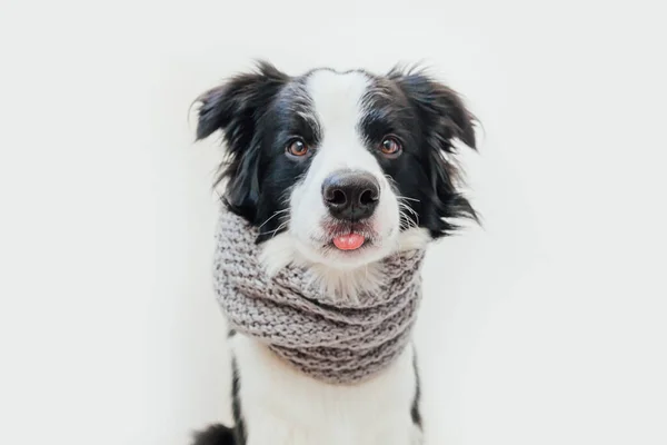 白い背景に隔離された首の周り暖かい服のスカーフを身に着けてかわいい笑顔子犬犬の国境のコリーの面白いスタジオの肖像画 冬または秋の小さな犬の肖像画 — ストック写真