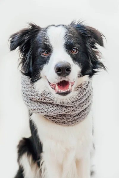 白い背景に隔離された首の周り暖かい服のスカーフを身に着けてかわいい笑顔子犬犬の国境のコリーの面白いスタジオの肖像画 冬または秋の小さな犬の肖像画 — ストック写真