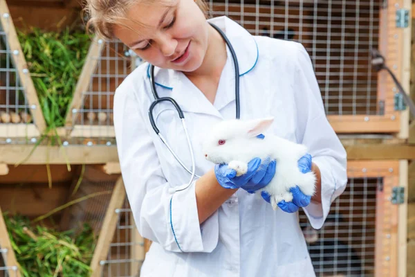 Happy young veterinarian woman with stethoscope holding and examining rabbit on ranch background. Bunny in vet hands for check up in natural eco farm. Animal care and ecological farming concept