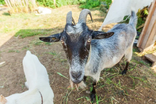 Cabra Linda Relajarse Granja Del Rancho Día Verano Cabras Domésticas —  Fotos de Stock