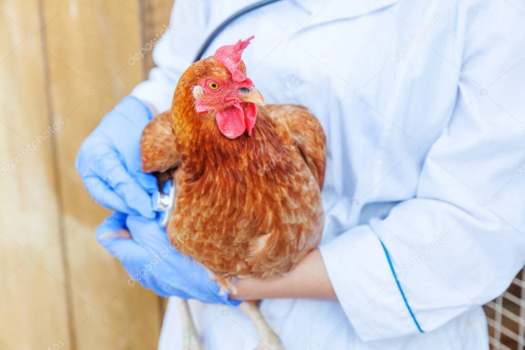 Veterinarian with stethoscope holding and examining chicken on ranch background. Hen in vet hands for check up in natural eco farm. Animal care and ecological farming concept