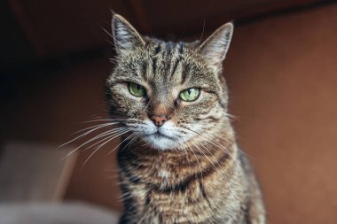 Kibirli, kısa saçlı, evde dinlenen tekir kedilerin komik portresi. Küçük kedi yavrusu, ailenin sevimli bir üyesi evde oynuyor. Hayvan bakımı ve hayvan sağlığı konsepti