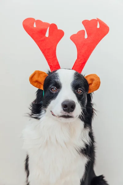 Lustiges Studioporträt Des Niedlichen Lächelnden Hundewelpen Border Collie Weihnachtskostüm Mit — Stockfoto