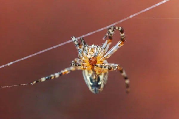 Arachnofobia Boi Się Koncepcji Ugryzienia Pająka Makro Zamknij Pająka Pajęczej — Zdjęcie stockowe