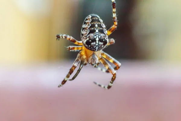 Arachnofobie Angst Voor Spinnenbeet Concept Macro Close Spin Spinnenweb Spinnenweb — Stockfoto