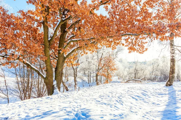 Alberi Ghiacciati Nella Foresta Innevata Freddo Mattino Tranquillo Inverno Natura — Foto Stock